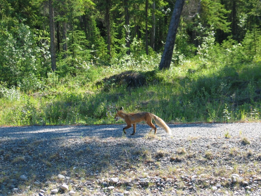 Alaska 27Jun-1Jul2007 EET 133